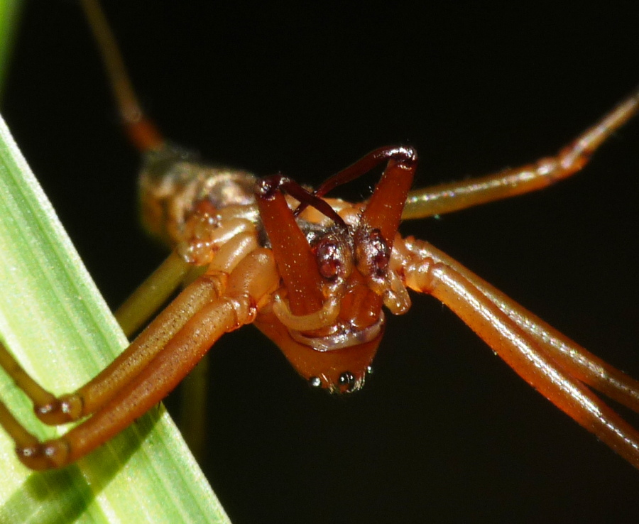 Linyphiidae